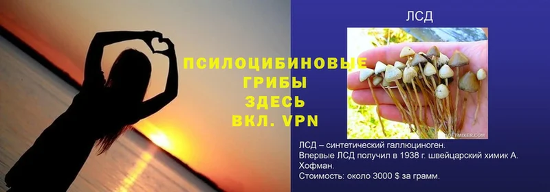 Псилоцибиновые грибы GOLDEN TEACHER  Киренск 